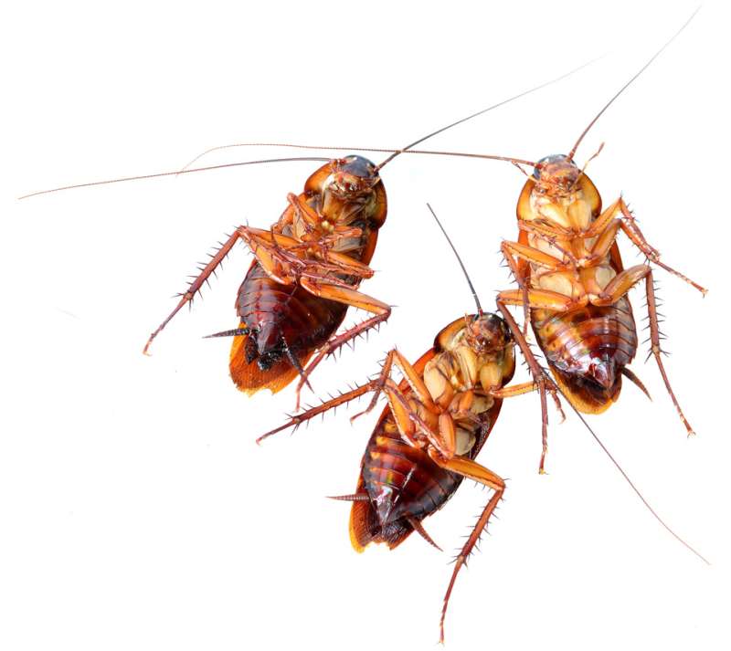 Stored Grain Pest Management