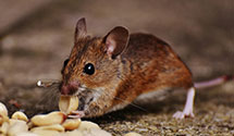 24 Hour & Emergency Exterminators in Msla, MT
